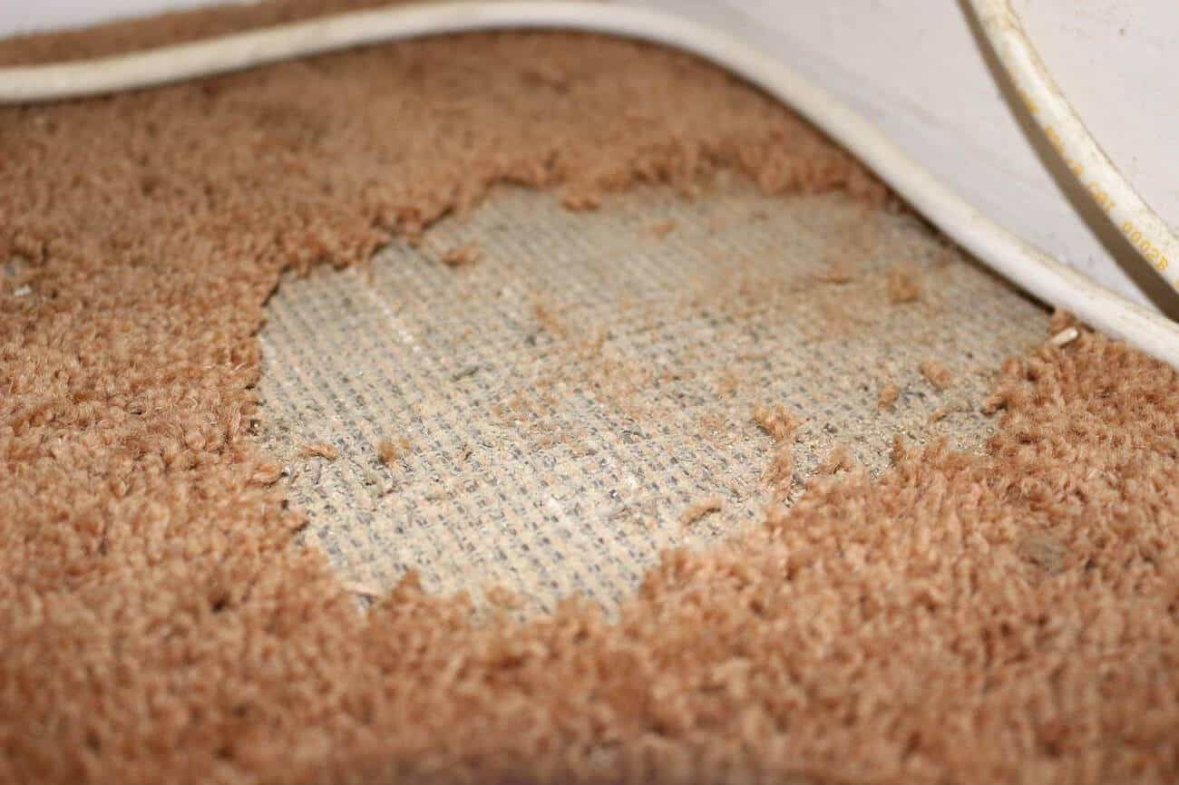 Gallery image of carpet moth damage and professional treatment