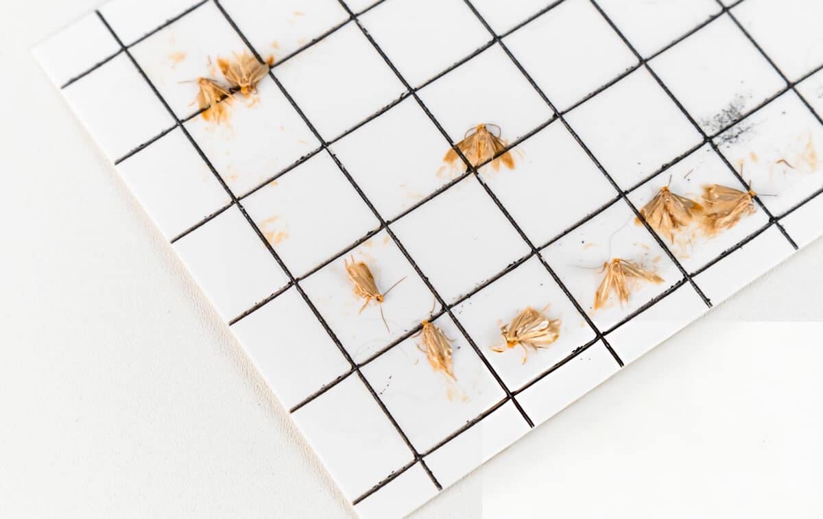Professional moth monitoring service to detect and prevent infestations